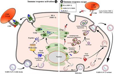 CD8+ T-cell immune escape by SARS-CoV-2 variants of concern